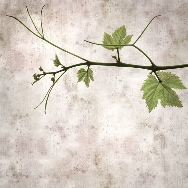 Square Stylish Old Textured Paper Background Green Springs Leaves Vine — Foto de Stock