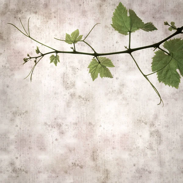 Asma Bitkilerinde Yeşil Yay Yaprakları Olan Eski Moda Kağıt Kaplama — Stok fotoğraf