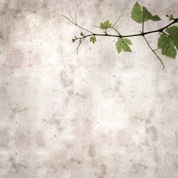 Asma bitkilerinde yeşil yay yaprakları olan eski moda kağıt kaplama kare. 