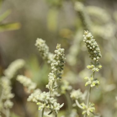 Gran Canaria 'dan Flora - Sideritis dasygnaphala, Gran Canaria' nın beyaz dağ çayı, yaygın, doğal makro çiçekli arka plan