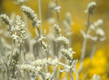 Gran Canaria 'dan Flora - Sideritis dasygnaphala, Gran Canaria' nın beyaz dağ çayı, yaygın, doğal makro çiçekli arka plan