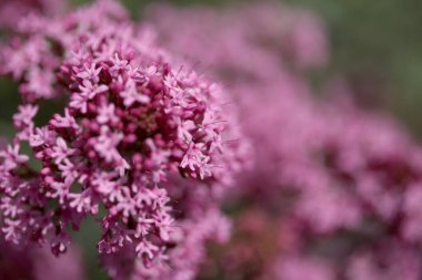 Gran Canaria 'dan Flora - Centranthus ruber, kırmızı kediotu, Kanaryalarda istilacı doğal makro çiçekli arka plan