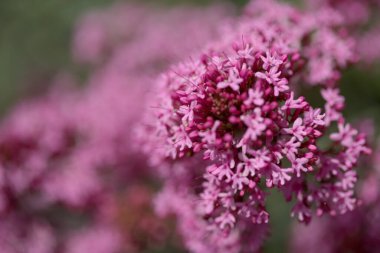 Gran Canaria 'dan Flora - Centranthus ruber, kırmızı kediotu, Kanaryalarda istilacı doğal makro çiçekli arka plan