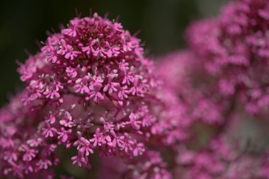 Gran Canaria 'dan Flora - Centranthus ruber, kırmızı kediotu, Kanaryalarda istilacı doğal makro çiçekli arka plan