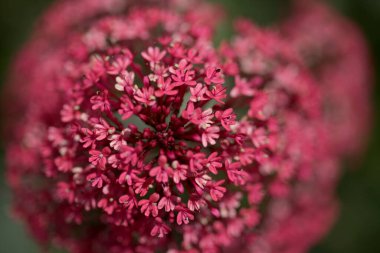 Gran Canaria 'dan Flora - Centranthus ruber, kırmızı kediotu, Kanaryalarda istilacı doğal makro çiçekli arka plan