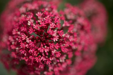 Gran Canaria 'dan Flora - Centranthus ruber, kırmızı kediotu, Kanaryalarda istilacı doğal makro çiçekli arka plan