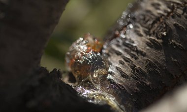 Badem ağacı reçinesi kabukta toplandı. 