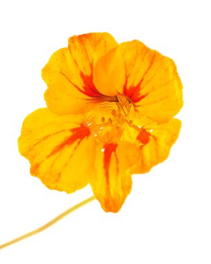 Gran Canaria 'dan Flora - Tropeeolum majus, bahçe nasturtiyumu, yenilebilir ve istilacı bitki
