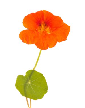 Gran Canaria 'dan Flora - Tropeeolum majus, bahçe nasturtiyumu, yenilebilir ve istilacı bitki