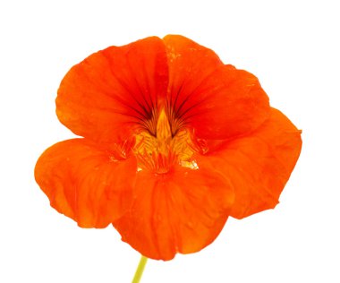 Gran Canaria 'dan Flora - Tropeeolum majus, bahçe nasturtiyumu, yenilebilir ve istilacı bitki