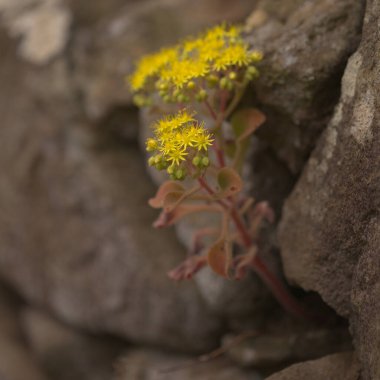 Gran Canaria 'dan Flora - Aichryson laxum doğal makro çiçekli arka plan
