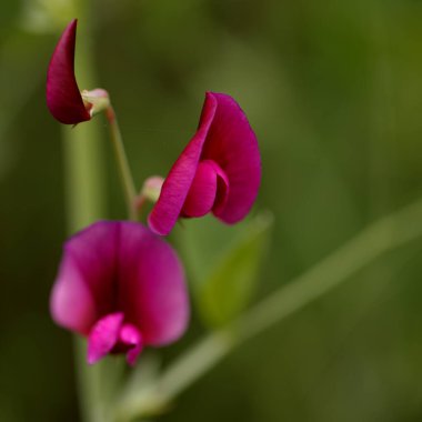 Gran Canaria 'dan Flora - Lathyrus tingitanus, Tangier bezelye doğal makro çiçekli arka plan