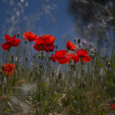 Gran Canaria 'dan Flora - Papaver rhoeas, yaygın haşhaş arkaplanı