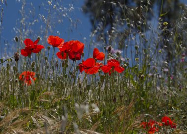 Gran Canaria 'dan Flora - Papaver rhoeas, yaygın haşhaş arkaplanı