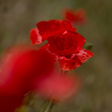 Gran Canaria 'dan Flora - Papaver rhoeas, yaygın haşhaş arkaplanı