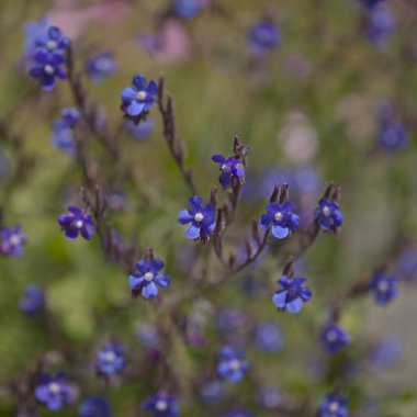 Flora of Gran Canaria - blue flowers of Anchusa azurea, garden anchusa, natural macro floral background