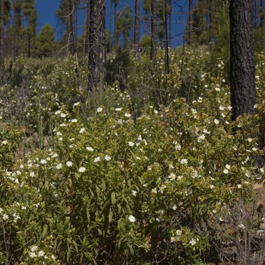 Gran Canaria 'dan Flora - çiçek açan Cistus monspeliensis ssp. kanarya, Montpellier kayası, kanarya alt türü, pirofili bitkisi, doğal çiçek arkaplanı