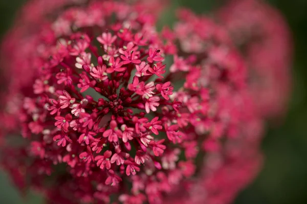 グラン カナリアの花 センタンサスのゴム 赤バレリアン カナリアの天然マクロの花の背景に浸潤 — ストック写真