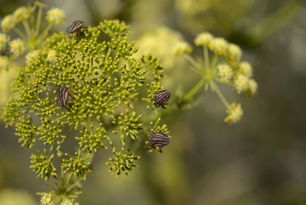 Fauna Van Gran Canaria Graphosoma Interruptum Striped Shield Bug Endemisch — Stockfoto