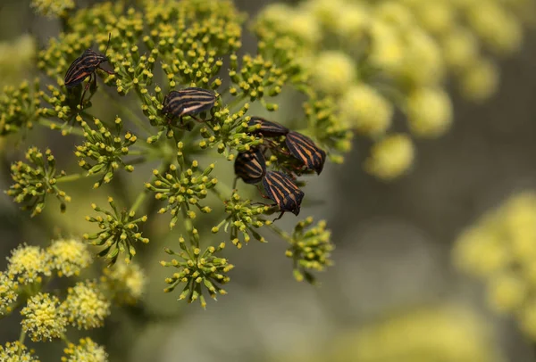 Fauna Van Gran Canaria Graphosoma Interruptum Striped Shield Bug Endemisch — Stockfoto