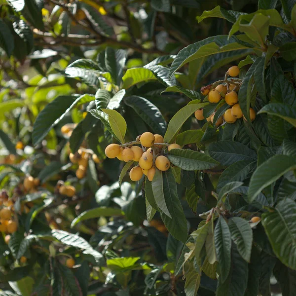 Ogrodnictwo Gran Canarii Lokwat Eriobotrya Japonica Naturalne Tło Makrokwiatowe — Zdjęcie stockowe