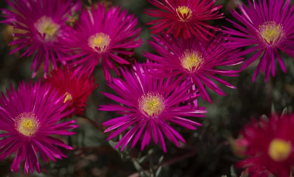 Kvetoucí Fialová Delosperma Družstva Koncový Iceplant Přírodní Makrokvětinové Pozadí — Stock fotografie