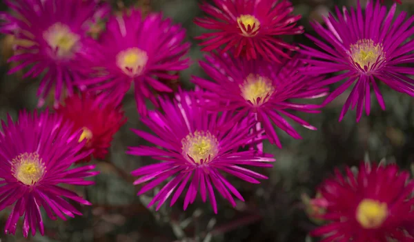 Kwitnąca Magenta Delosperma Cooperi Śledząca Roślina Lodowa Naturalne Makro Kwiatowe — Zdjęcie stockowe