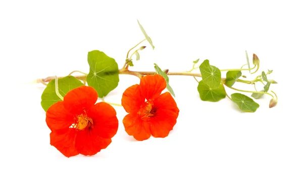 Flora Gran Canaria Tropaeolum Majus Garden Nasturtium Introduced Invasive Plant — Stock Photo, Image