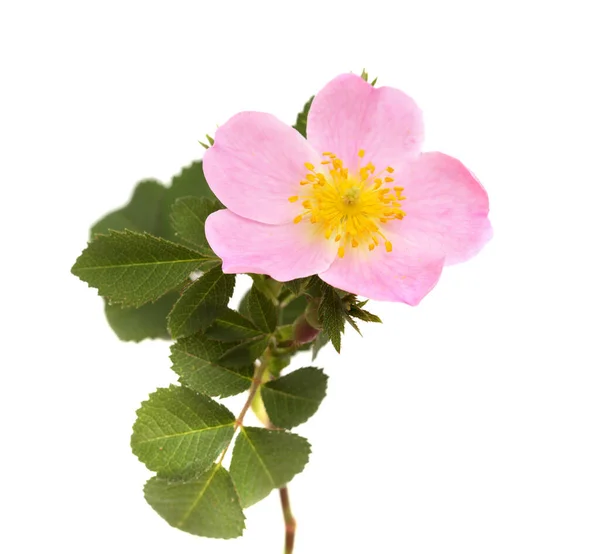 Flora Van Gran Canaria Rosa Canina Hondenroos Geïsoleerd Witte Achtergrond — Stockfoto