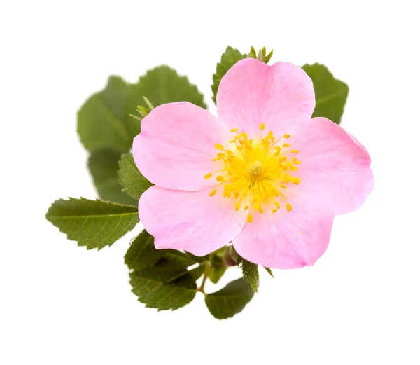 Flora Van Gran Canaria Rosa Canina Hondenroos Geïsoleerd Witte Achtergrond — Stockfoto