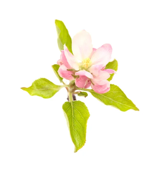 Horticulture Gran Canaria Blossoming Apple Tree Twigs Isolated White — Stock Photo, Image