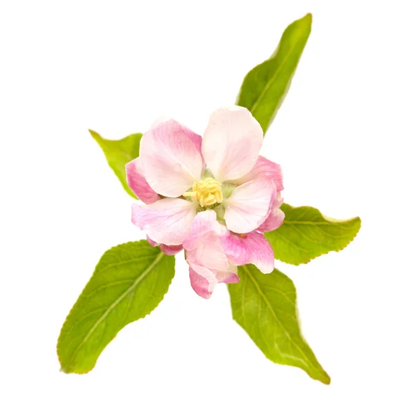 카나리아 흰색에 분리되어 꽃피는 사과나무 — 스톡 사진
