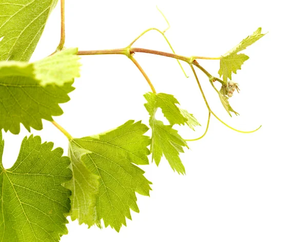 Vinodling Gran Canaria Färska Unga Blad Vinstockar Tidigt Våren — Stockfoto