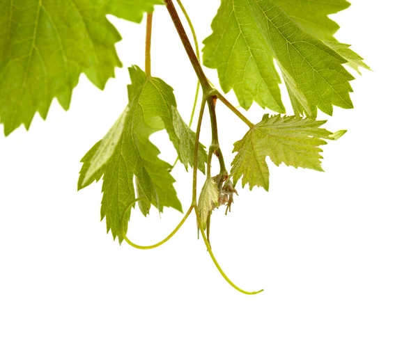 Viticulture Gran Canaria Fresh Young Leaves Vine Plants Early Spring — Stock Photo, Image