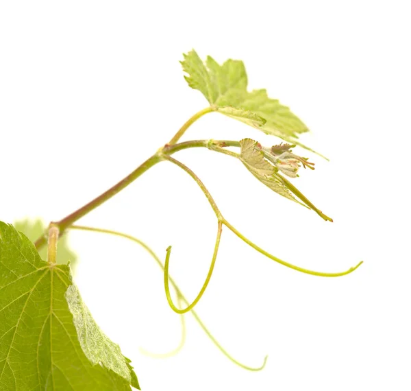 Viticultura Gran Canaria Folhas Jovens Frescas Plantas Videira Início Primavera — Fotografia de Stock