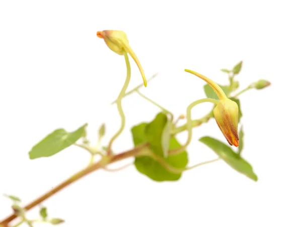 Флора Гран Канария Tropaeolum Majus Сад Nasturtium Инвазивное Растение Съедобный — стоковое фото