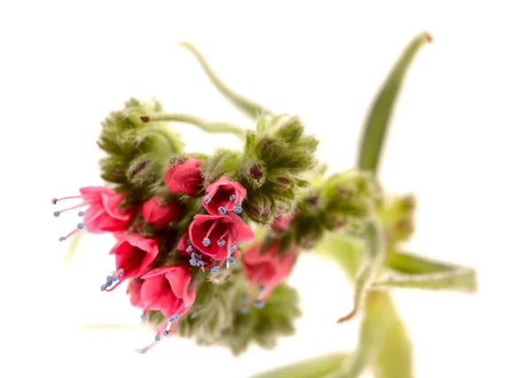 Flora Tenerife Echium Wildpretii Brillo Rojo Aislado Sobre Blanco — Foto de Stock