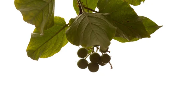 Flora Van Gran Canaria Solanum Lidii Endemisch Het Eiland Lokaal — Stockfoto