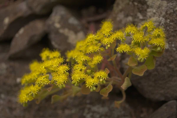 Flora Gran Canaria Aichryson Laxum Sfondo Macrofloreale Naturale — Foto Stock