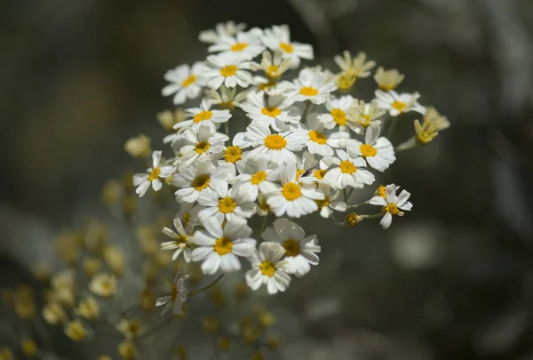 Flora Gran Canaria Folhas Gonospermum Ptarmicaeflorum Aka Silver Tansy Espécies — Fotografia de Stock