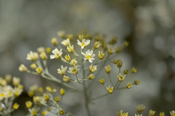 Flora Gran Canaria Folhas Gonospermum Ptarmicaeflorum Aka Silver Tansy Espécies — Fotografia de Stock