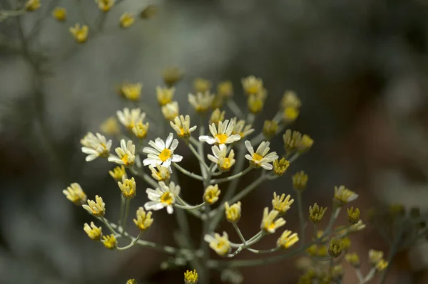 Flóra Gran Canaria Listy Gonospermum Ptarmicaeflorum Aka Stříbrná Tansy Endemické — Stock fotografie