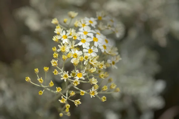 Flóra Gran Canaria Listy Gonospermum Ptarmicaeflorum Aka Stříbrná Tansy Endemické — Stock fotografie