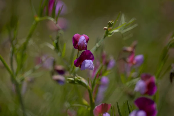 Flora Von Gran Canaria Lathyrus Clymenum Spanische Vetchling Natürlichen Makrofloralen — Stockfoto