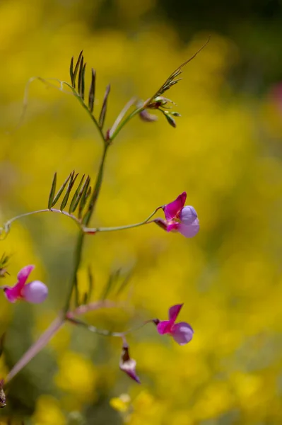 Flora Von Gran Canaria Lathyrus Clymenum Spanische Vetchling Natürlichen Makrofloralen — Stockfoto