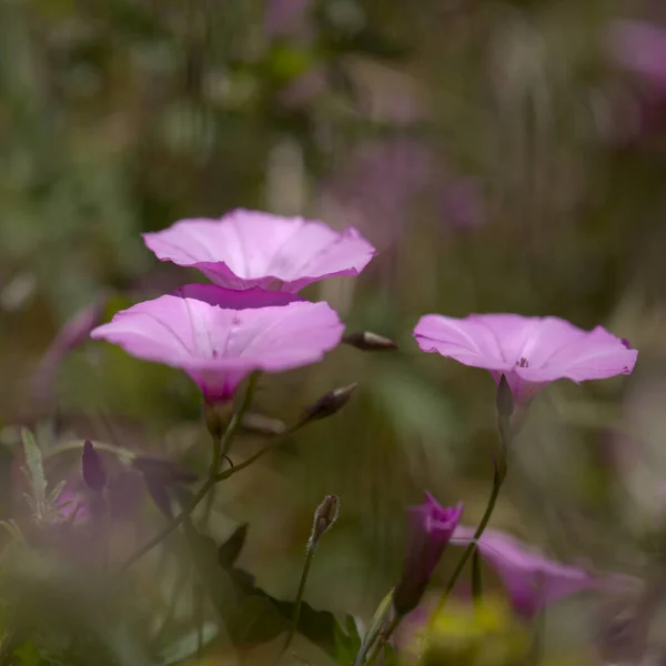 Flore Gran Canaria Ipomoea Pes Caprae Plage Matin Gloire Macro — Photo