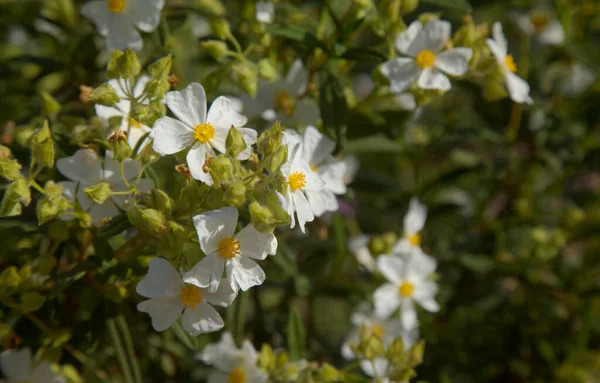 Flora Gran Canaria Flowering Cistus Monspeliensis Ssp Canariensis Montpellier Rockrose — Stock Photo, Image