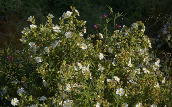 Gran Canaria Dan Flora Çiçek Açan Cistus Monspeliensis Ssp Kanarya — Stok fotoğraf