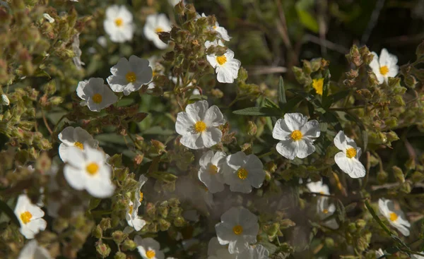 グラン カナリアの花 開花シスタス モンスペリエンシスSsp カナリアエンシス モンペリエ ロックローズ カナリア亜種 パイロフィレ植物 天然の花の背景 — ストック写真