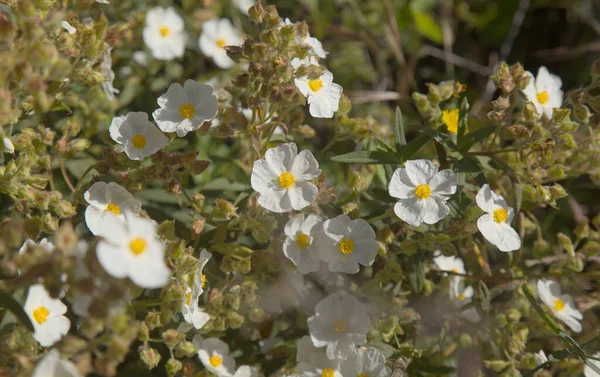 Flora Gran Canaria Kukkivat Cistus Monspeliensis Ssp Canariensis Montpellier Rockrose — kuvapankkivalokuva